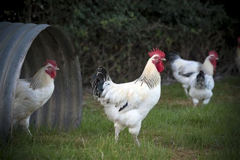 Les Contr Les Aop Poulet Du Bourbonnais