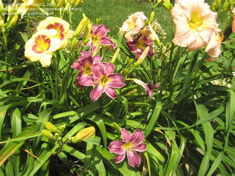 Plantfiles Pictures Daylily Indian Giver Hemerocallis By Daylilyslp