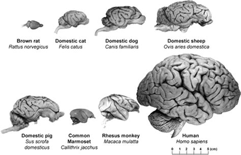 Comparative Gross Neuroanatomy Of Various Mammal Animal Species Images