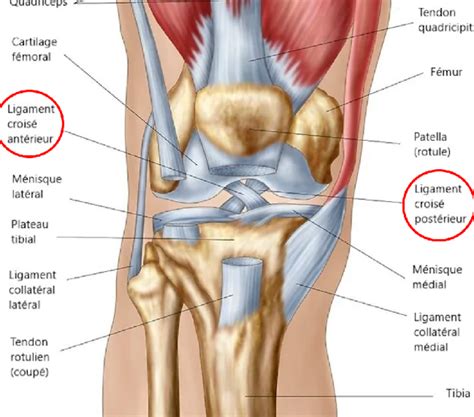 Rupture Des Ligaments Crois S Du Genou Dr Majed Issa