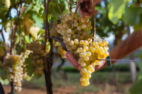gavi wines   words   italys  whites social vignerons