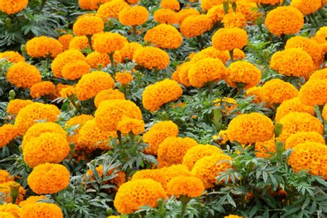 How To Repel Pests With Marigolds - 5 Of The Best Marigolds To Plant!