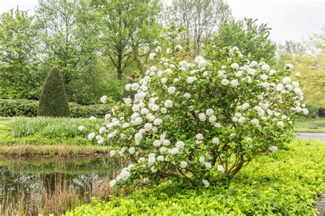 "Viburnum Carlesii" Images – Browse 193 Stock Photos, Vectors, and ...