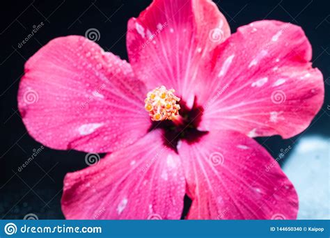 Flor Cor De Rosa Do Hibiscus No Fundo Preto Foto De Stock Imagem De