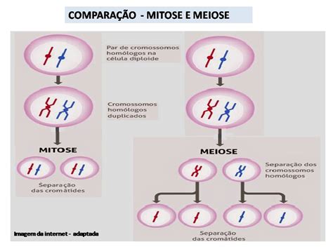 Fases Da Divisao Celular