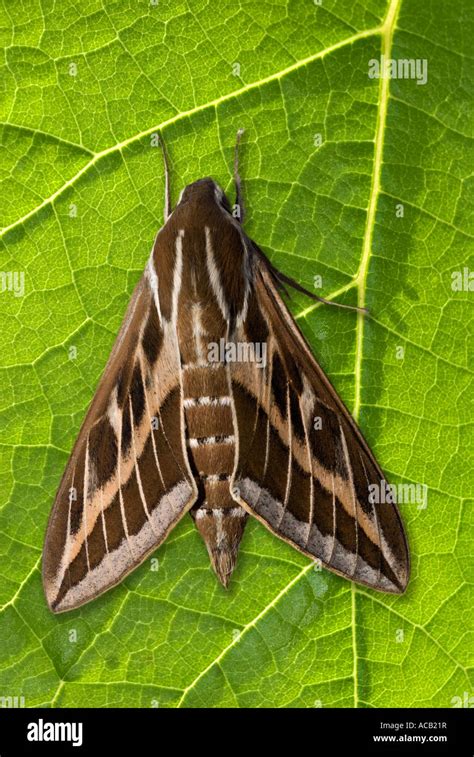 Striped Hawkmoth Hi Res Stock Photography And Images Alamy