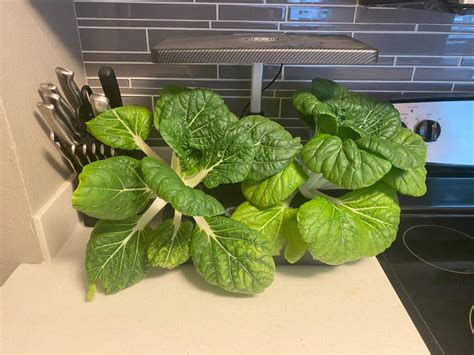 Hydroponic Bok Choy A Quick And Easy Grow Guide