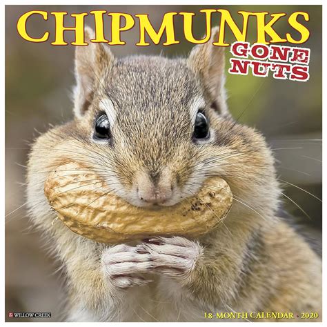 Chipmunks Gone Nuts 2020 Wall Calendar Willow Creek Press