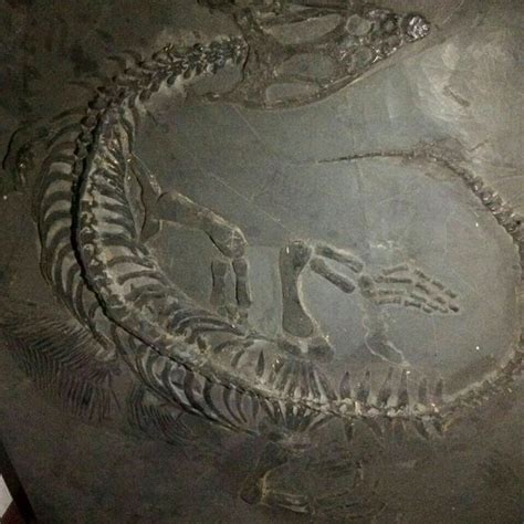 Fossil nothosaurus - Is It Real? How to Recognize Fossil Fabrications ...