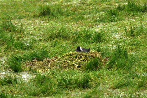 19 Foulque Macroule Eurasian Coot Fulica Atra Flickr