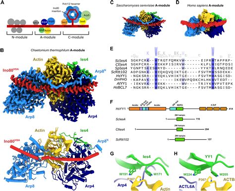 Structural Mechanism Of Extranucleosomal Dna Readout By The Ino