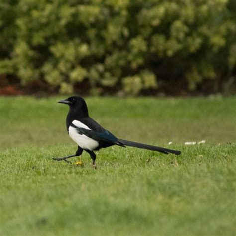 Magpie Symbolism & Meaning (+Totem, Spirit & Omens) | World Birds