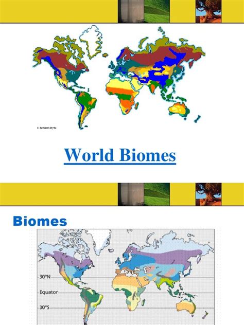 Tropical rainforest animals adaptations | Message