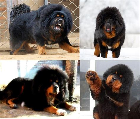 Tibetan Mastiff Mix With Rottweiler