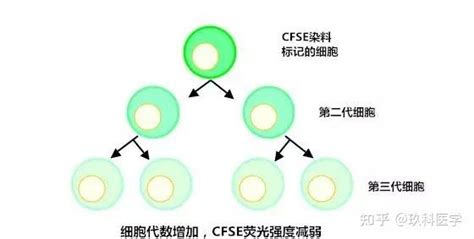 常用细胞增殖检测方法总结哪种更适合你 知乎