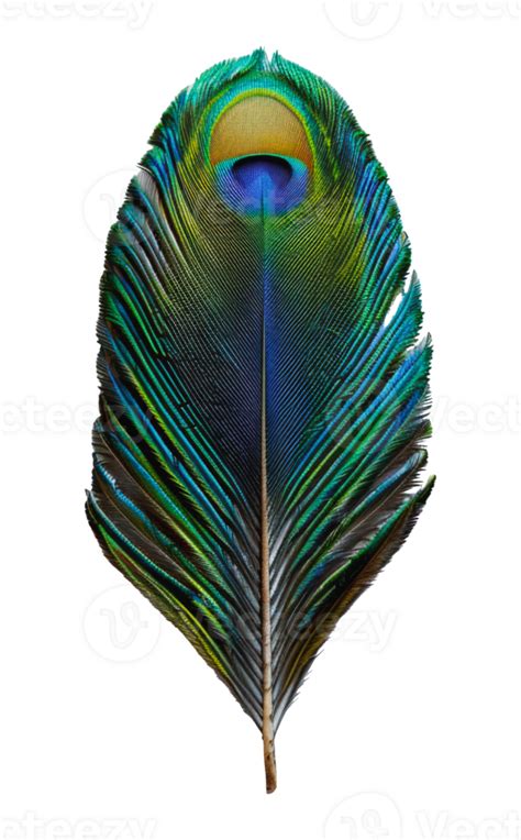 Colorful peacock feather close, cut out - stock . 45913520 PNG