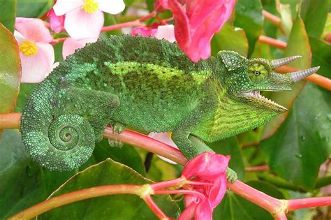 9 Examples Of Reptiles That Can Change Colors Wildlife Informer