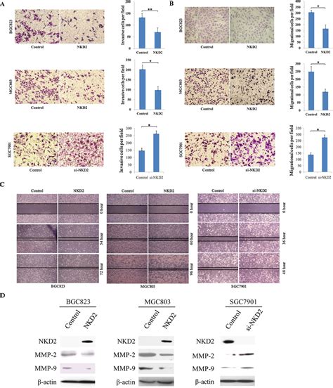 NKD2 Inhibites Cell Invasion Migration And Wound Healing Ability A