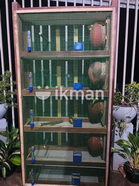 African Love Birds With Cage For Sale In Gampaha City Ikman