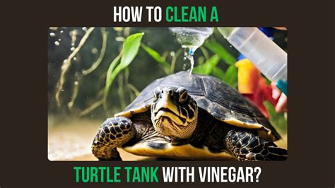 How To Clean A Turtle Tank With Vinegar Turtlean