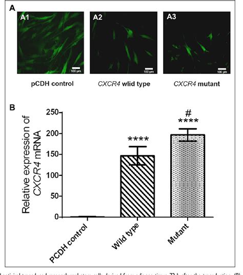 Mesenchymal Stem Stromal Cells Overexpressing Cxcr R X Revealed