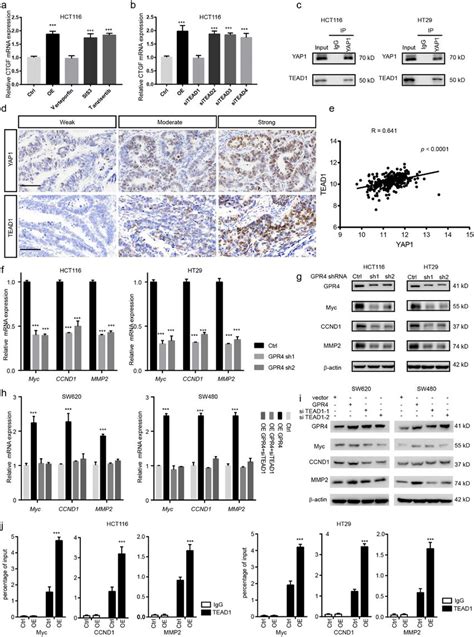 Yap Cooperates With Tead To Activate Oncogene Expression Under The