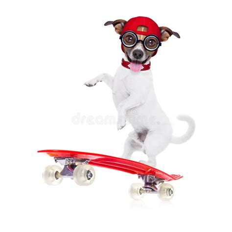 Skateboard Dog Stock Photo Image Of Obedience Skate 35831364