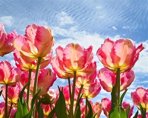 How to Purchase Tickets for Events at Tulips FTW 5