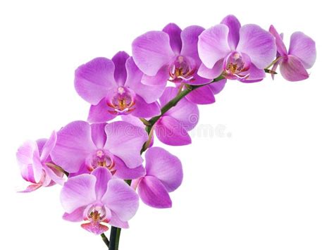 Orchid on white. Orchid isolated on white background , #AFF, #white, #Orchid, #background, # ...