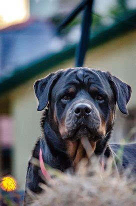 Un septuagénaire violemment attaqué par deux chiens perd plusieurs