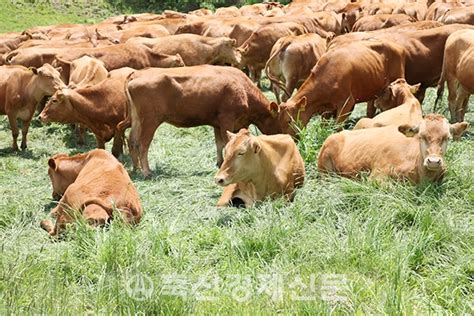 생산성 향상한우 개량