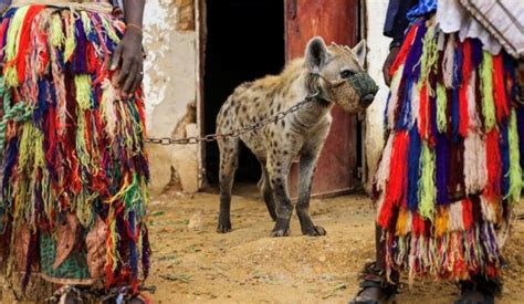 Los Pueblos En Las Que Las Hienas Son Mascotas