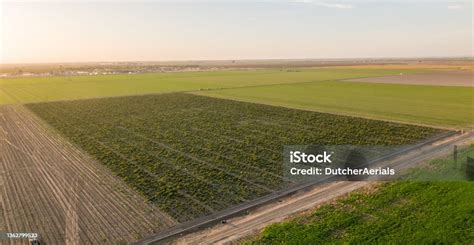 aerial view  hemp field  california stock photo  image