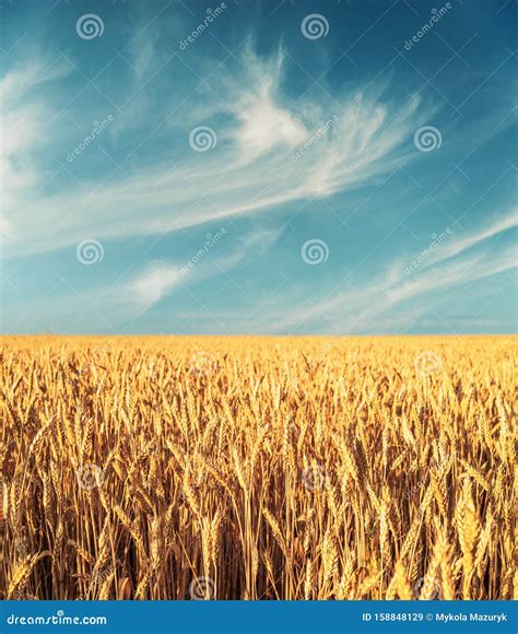 Golden Ripe Wheat On Field In Sunset And Dark Blue Sky With Clouds