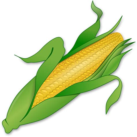 Corn Cob Clip Art 800x790 Png Download