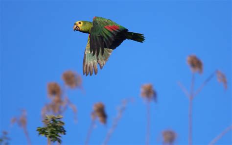 Papagaio Verdadeiro Amazona Aestiva Harder Than It Seems Flickr