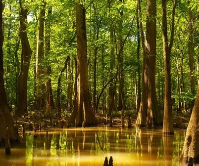 Congaree National Park - AdventureWithK