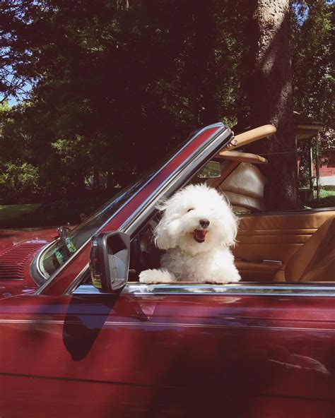 Just to brighten your day here is a picture of my pup enjoying life in