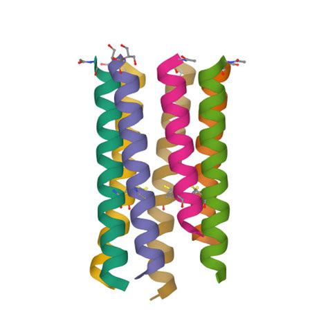 Rcsb Pdb Eze A De Novo Designed Heptameric Coiled Coil Cc Hept