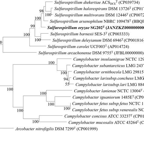 Phylogenomic Tree Showing The Position Of Strain SG202T Based On 120