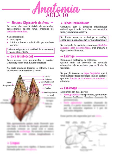 SOLUTION Resumo Anatomia Ii 10 Sistema Digest Rio De Aves Studypool