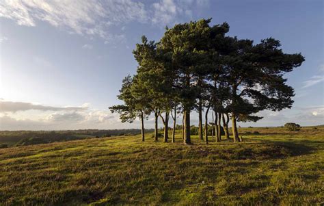 Tree Shapes For Landscaping