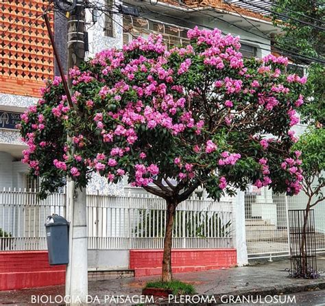 Pleroma Granulosum Tibouchina Granulosa Quaresmeira Rvore Da