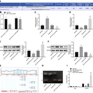 Mir P Down Regulates Dnmt To Up Regulate The Expression Of Myd