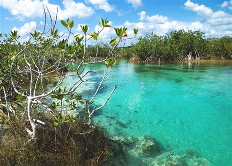 youth restore red mangroves  mexicos lake   colours