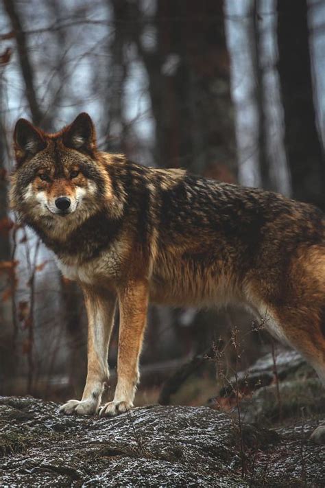 omega wolf omega wolf wolf dog wolf love