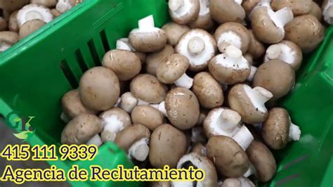 Monterrey Mushrooms Champi Ones San Miguel Youtube