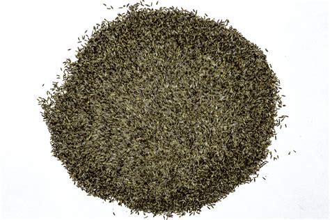 Artemisia vulgaris Seeds – NDG Botanicals