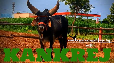 BIG KANKREJ BULL In Hyderabad Pure Kankrej Natural Farming With Cows