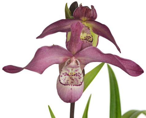 Orchids — Page 9 — Ecuagenera USA Corp